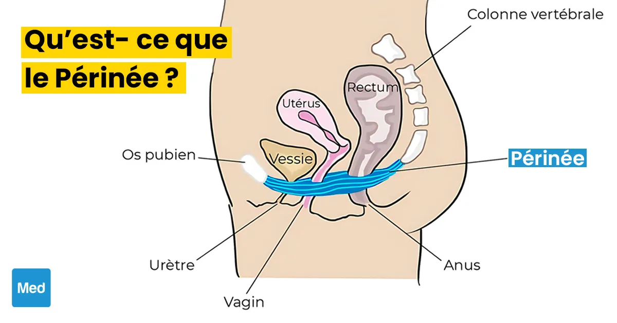 Qu’est- ce que le Périnée ?